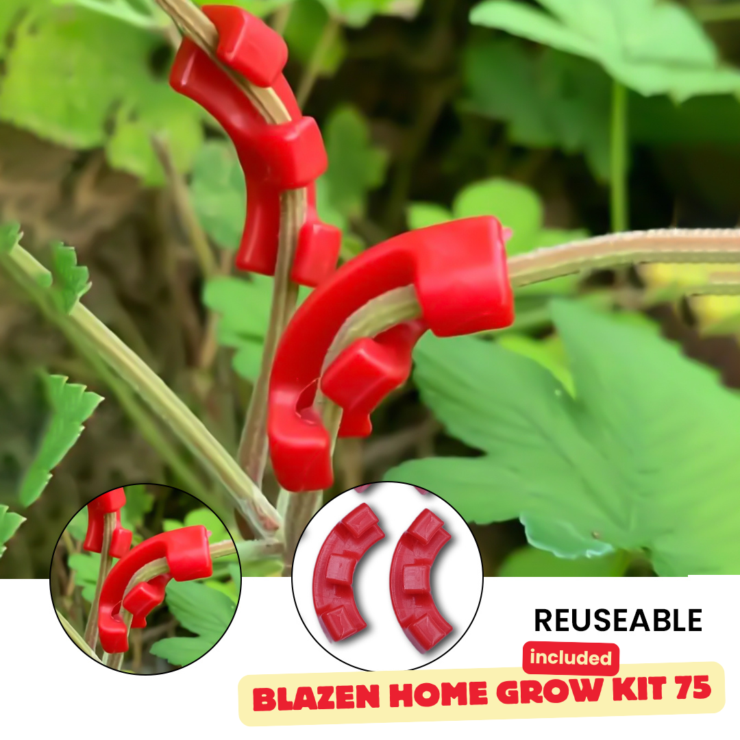 Blazen Home Grow Kit 75 - All-in-One Indoor Gardening Kit