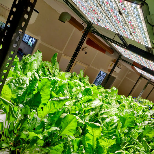 Blazen Photonics Illuminates Hydroberry Farms' Path to Success