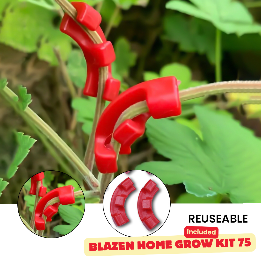 Blazen Home Grow Kit 75