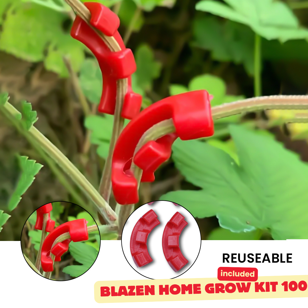 Blazen Home Grow Kit 100